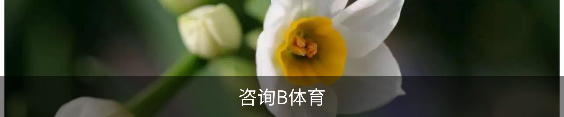 咨询B体育